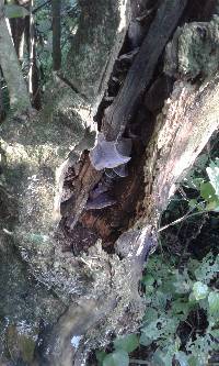 Auricularia cornea image