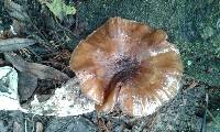 Armillaria novae-zelandiae image