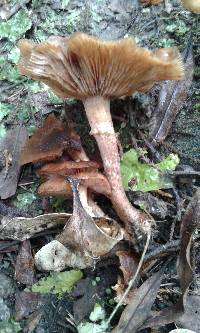 Armillaria novae-zelandiae image