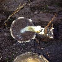 Coprinopsis variegata image