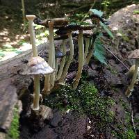 Coprinopsis variegata image