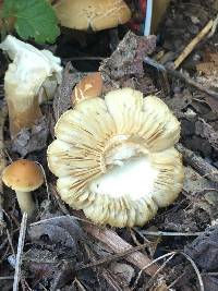 Agrocybe putaminum image