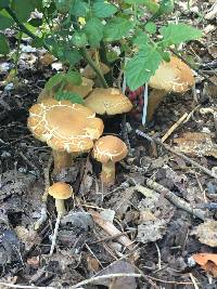 Agrocybe putaminum image