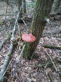 Ganoderma tsugae image