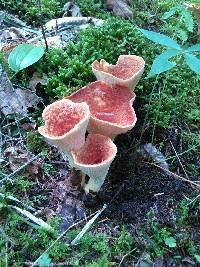 Gomphus floccosus image