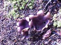 Sarcosphaera coronaria image