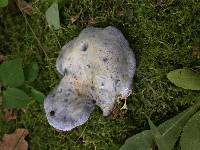 Lactarius indigo image