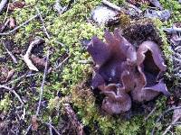 Sarcosphaera coronaria image