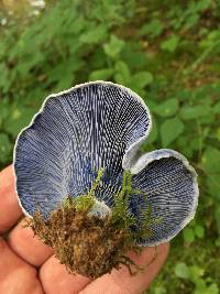 Lactarius indigo image