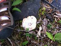 Hydnellum peckii image