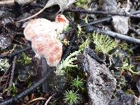 Hydnellum peckii image