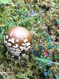 Amanita pantherina image