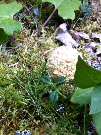 Amanita pantherina image