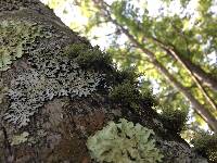 Usnea strigosa image