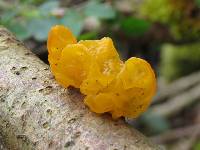 Tremella mesenterica image