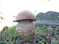 Leccinum scabrum image