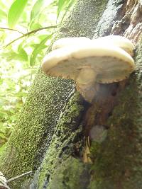 Agrocybe parasitica image