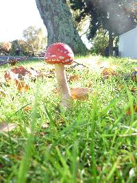 Amanita muscaria image