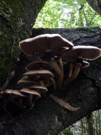 Agrocybe parasitica image