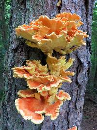 Laetiporus sulphureus image