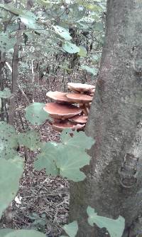 Agrocybe parasitica image