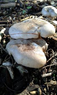 Clitocybe nebularis image