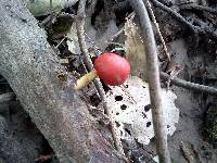 Leratiomyces erythrocephalus image