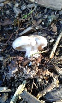 Clitocybe nebularis image