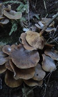 Armillaria novae-zelandiae image