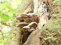 Agrocybe parasitica image