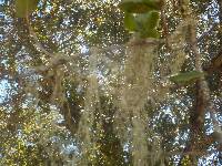 Ramalina menziesii image