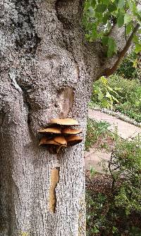 Agrocybe parasitica image