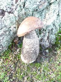 Leccinum scabrum image