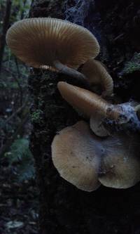 Armillaria novae-zelandiae image