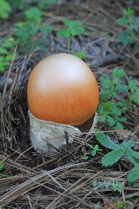 Amanita caesarea image