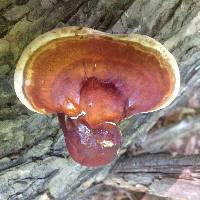 Ganoderma tsugae image