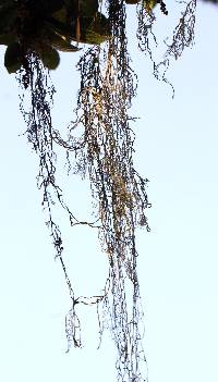 Ramalina menziesii image