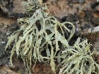 Ramalina farinacea image