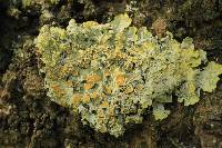 Xanthoria parietina var. parietina image