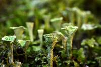 Cladonia pyxidata image