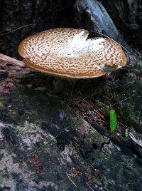 Polyporus squamosus image