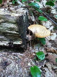 Polyporus squamosus image