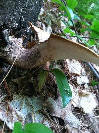 Polyporus squamosus image