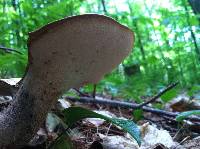 Polyporus squamosus image