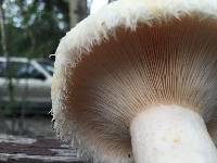 Lactarius pubescens image