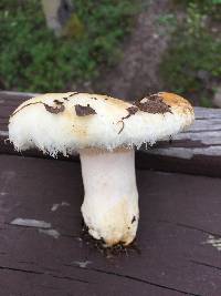 Lactarius pubescens image