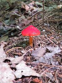 Hygrocybe conica image