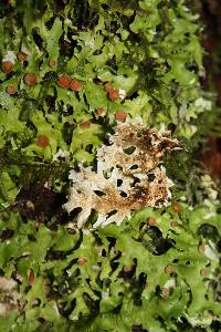 Pseudocyphellaria homoeophylla image
