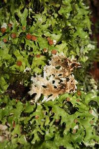 Pseudocyphellaria homoeophylla image