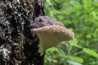 Fomitopsis pinicola image